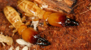 termite treatment