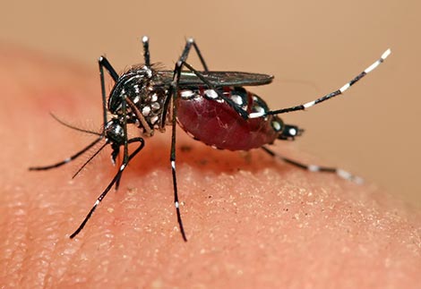 mosquito control san antonio